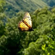 Mariposa en el Parque